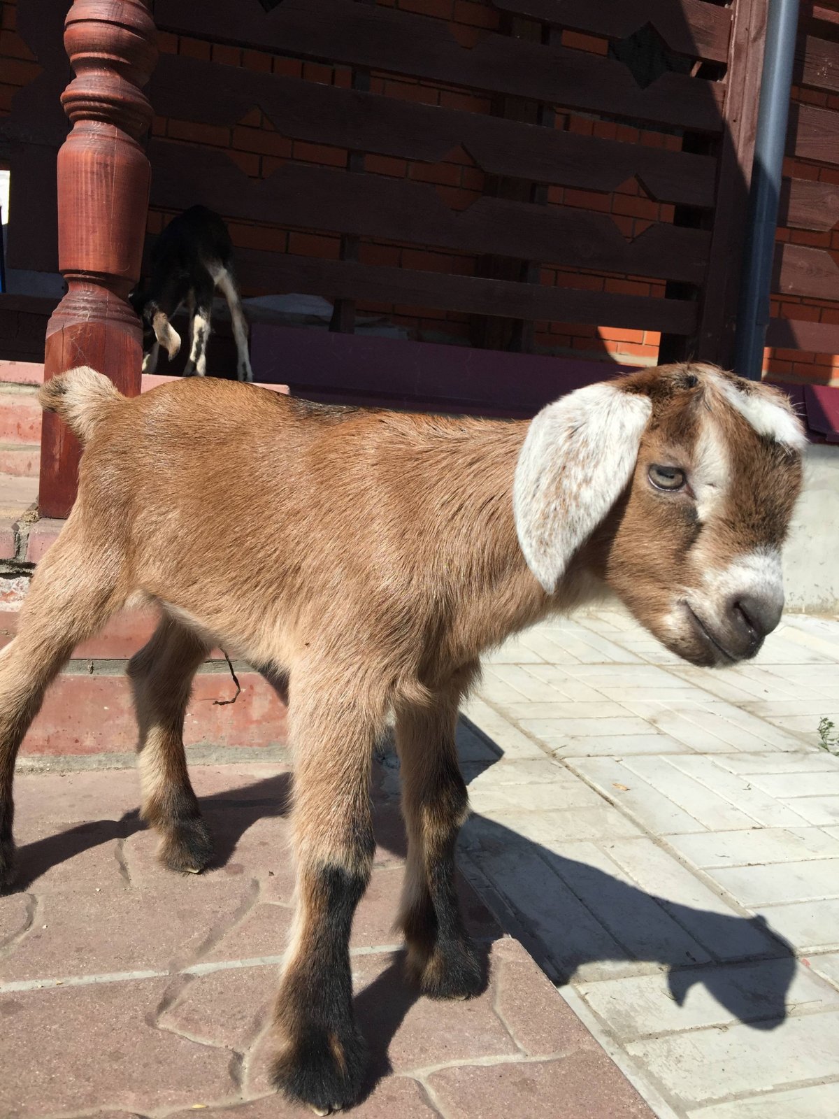 Альпо-нубийские козы