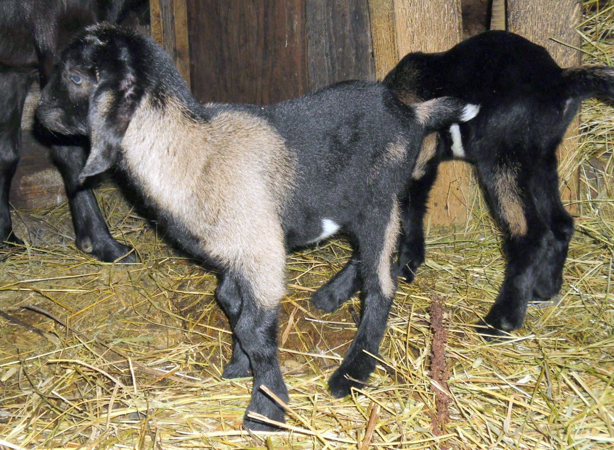 Коза альпо нубийской породы