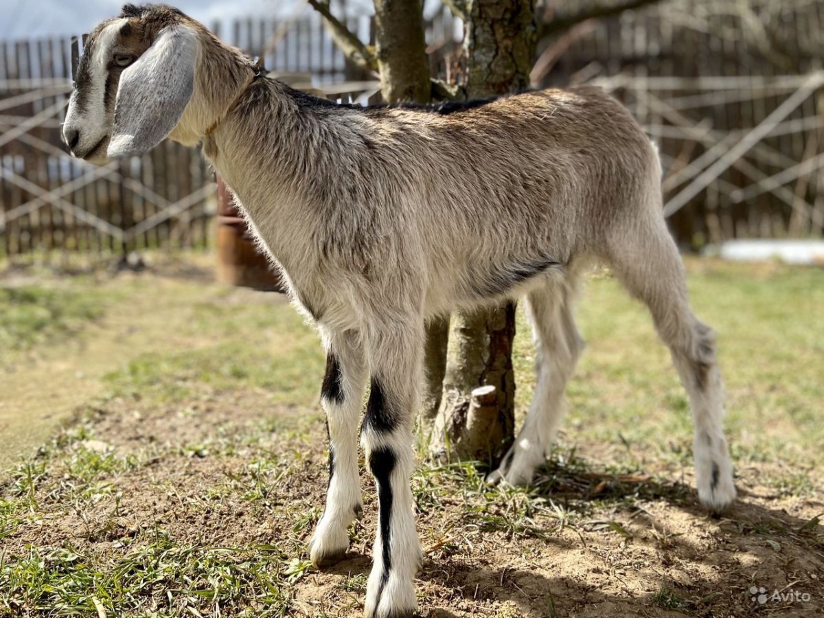 Козлы англонубийские козы