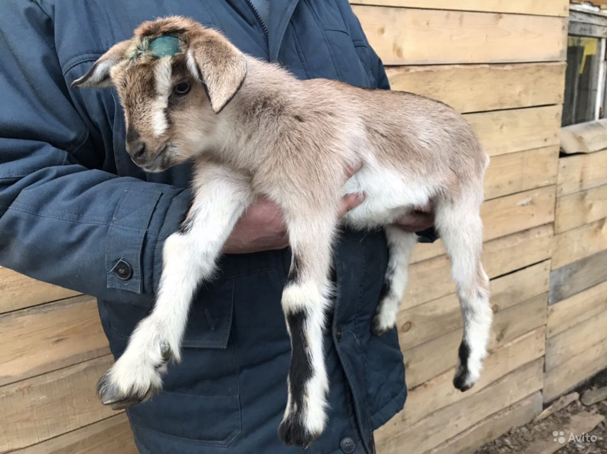 Коза нубийская коза англо нубийская