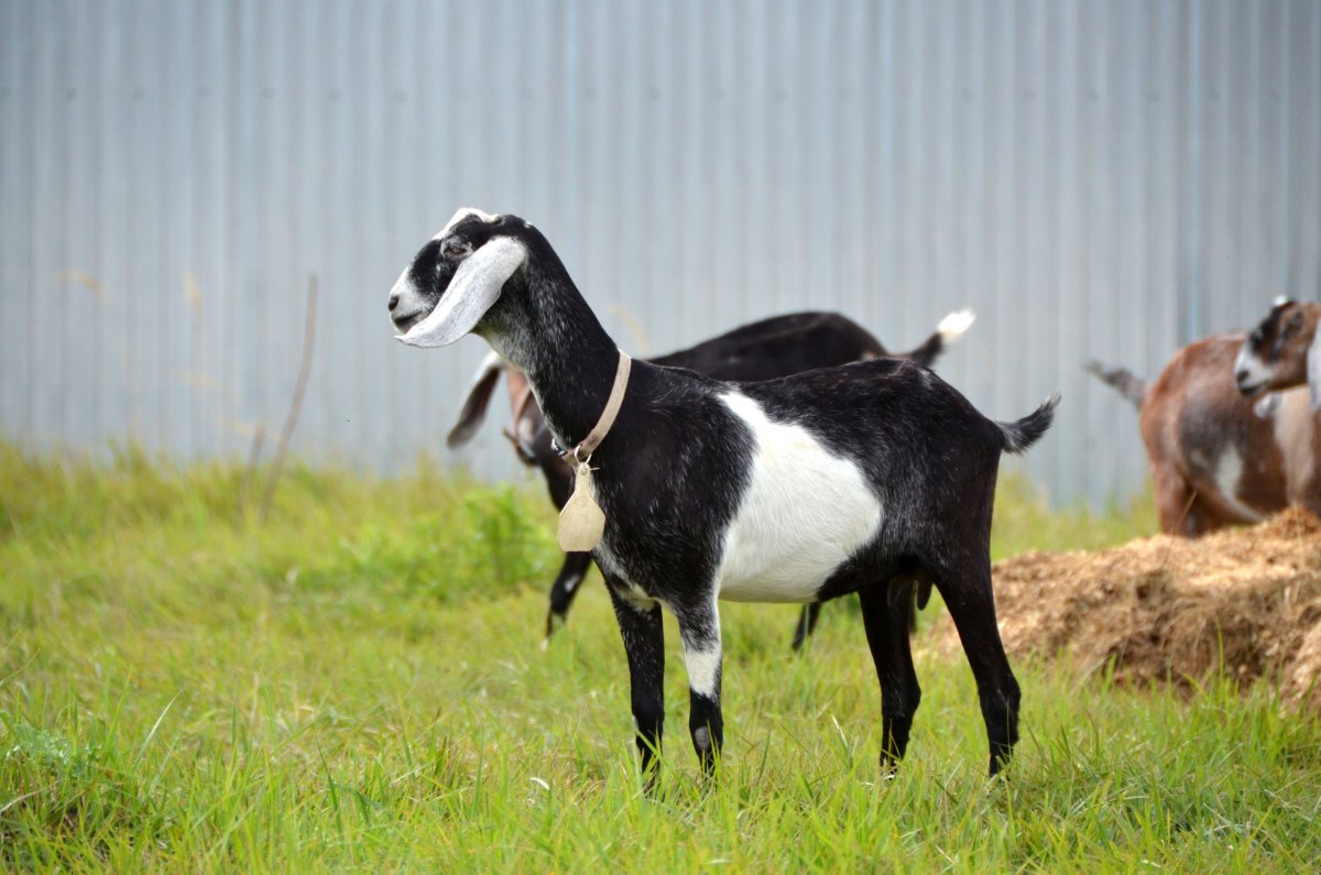 Тоггенбургско нубийские козы