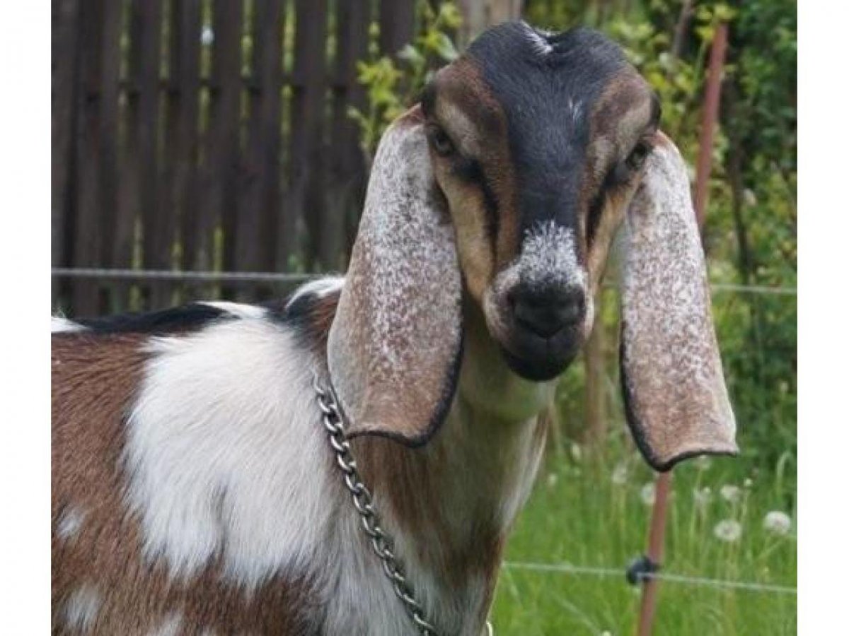 Козы нубийской породы