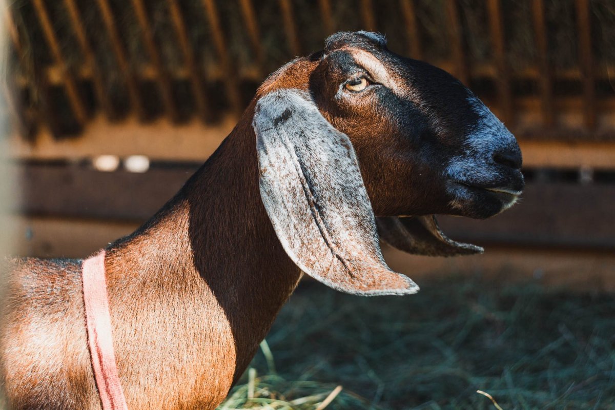 Длинноухие козы нубийские