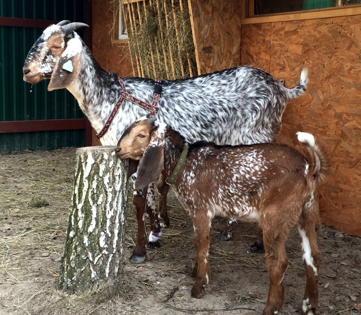 Альпо нубийские козлята