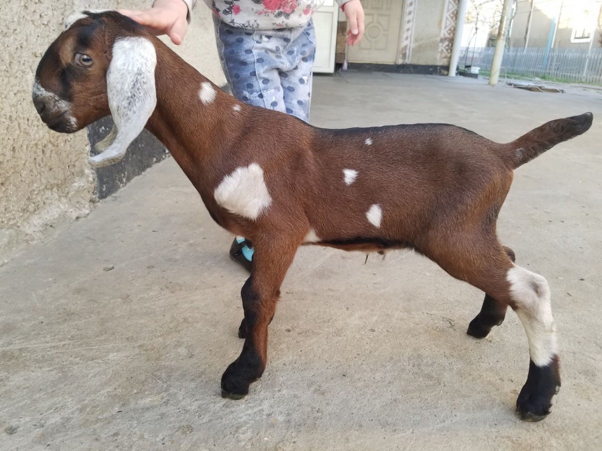 Нубийские козы