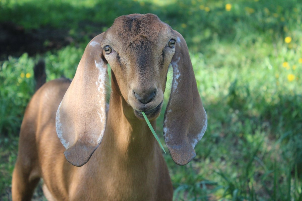 Англо нубийская порода