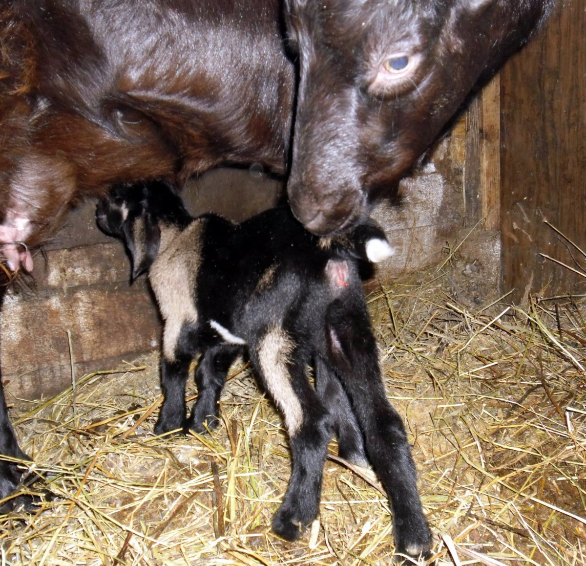 Альпино нубийские козы