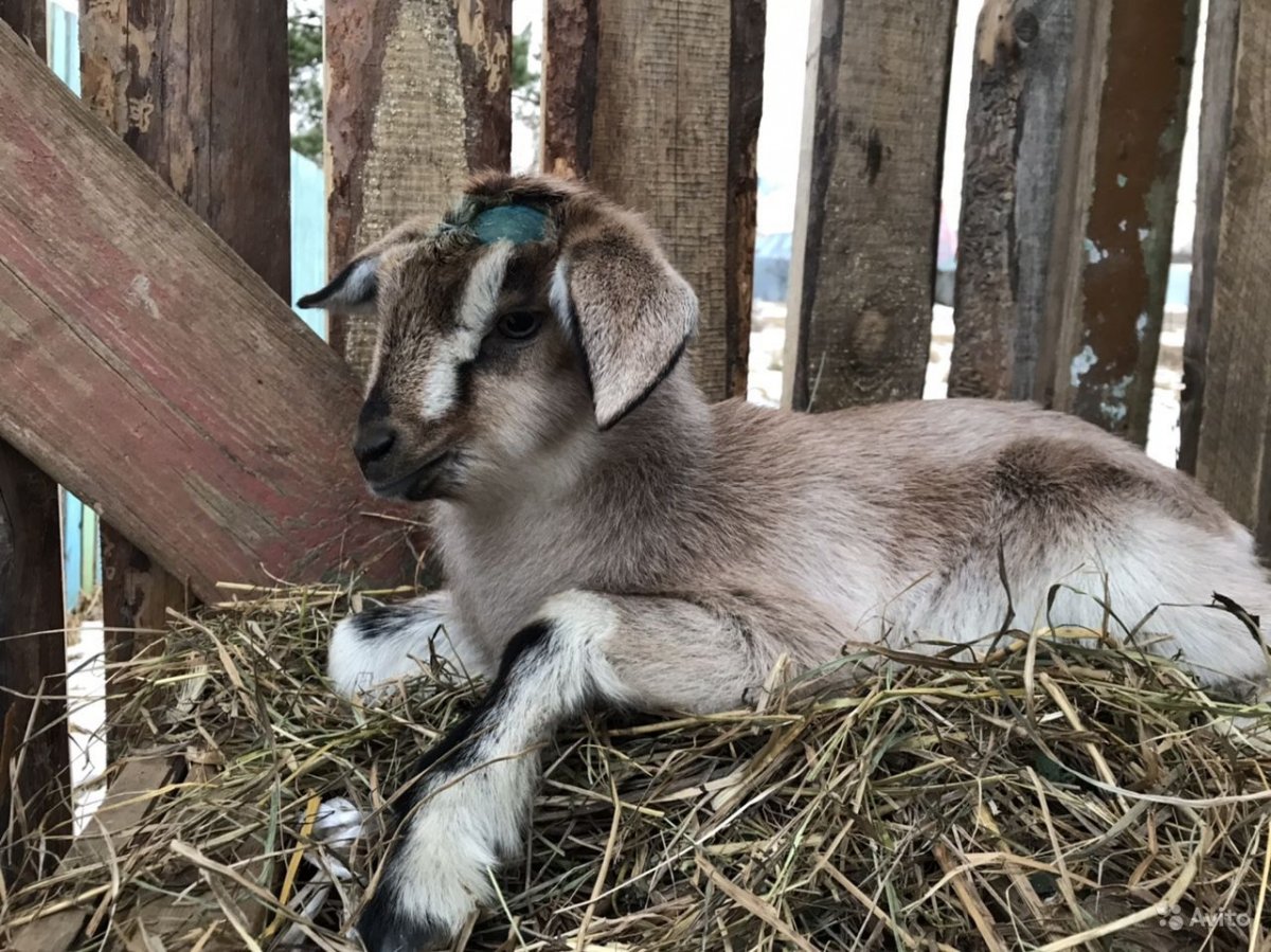 Коза альпо нубийской породы