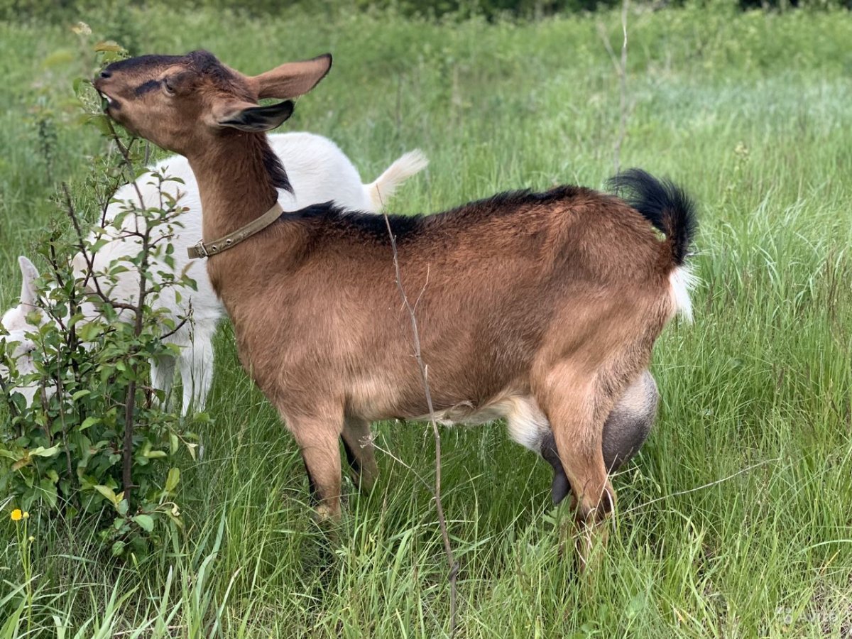 Альпо нубийские козлята