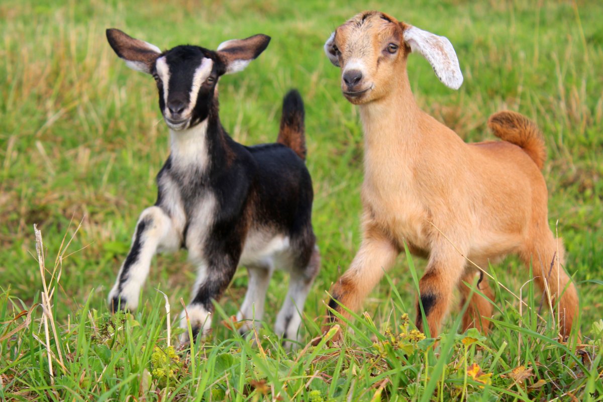 Вислоухие козы нубийский