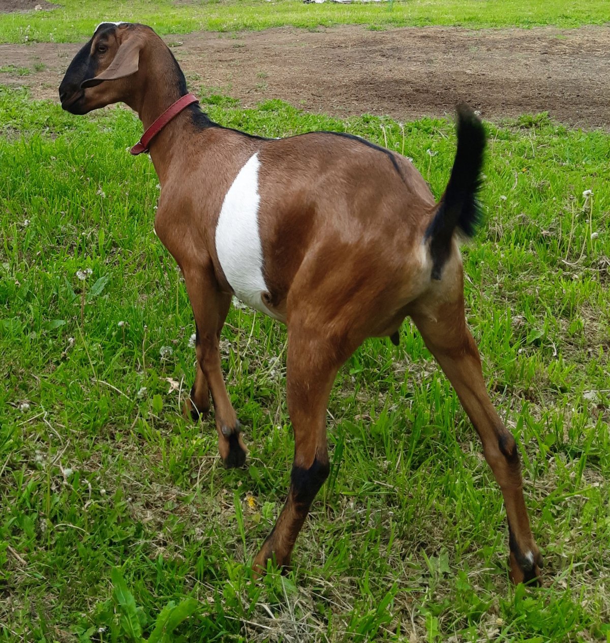 Рогатые нубийские козы