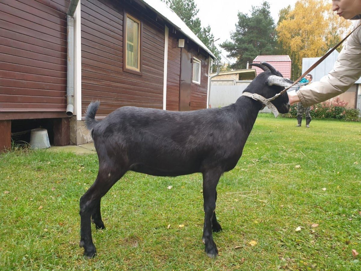 Англо-нубийские козы