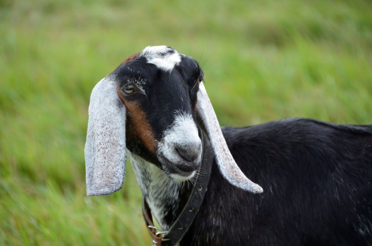 Козлы англонубийские козы