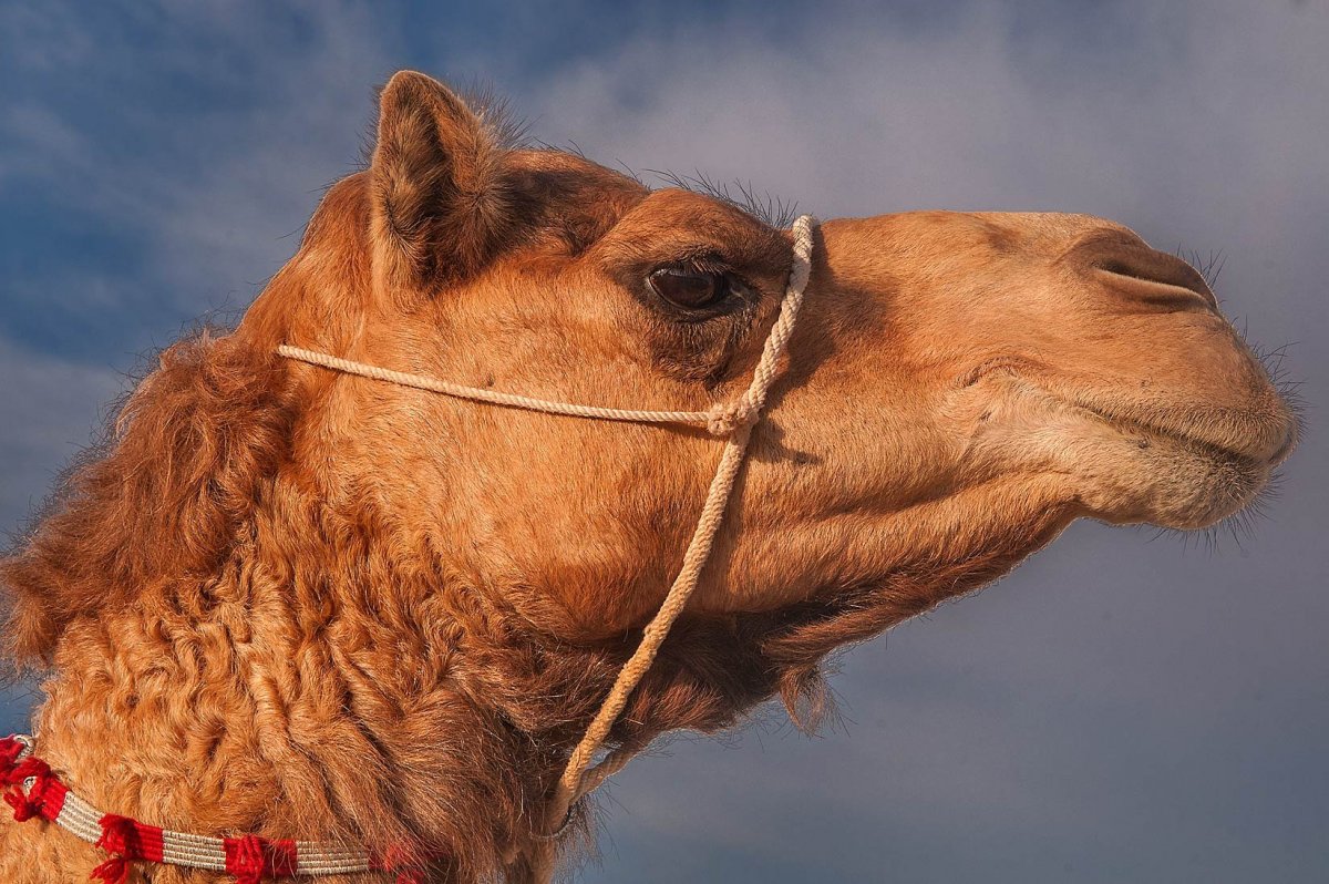 Верблюд морда
