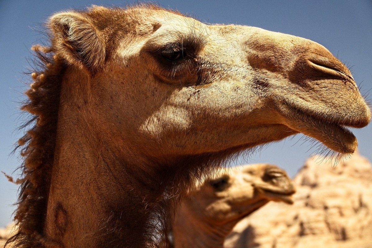 Голова верблюда