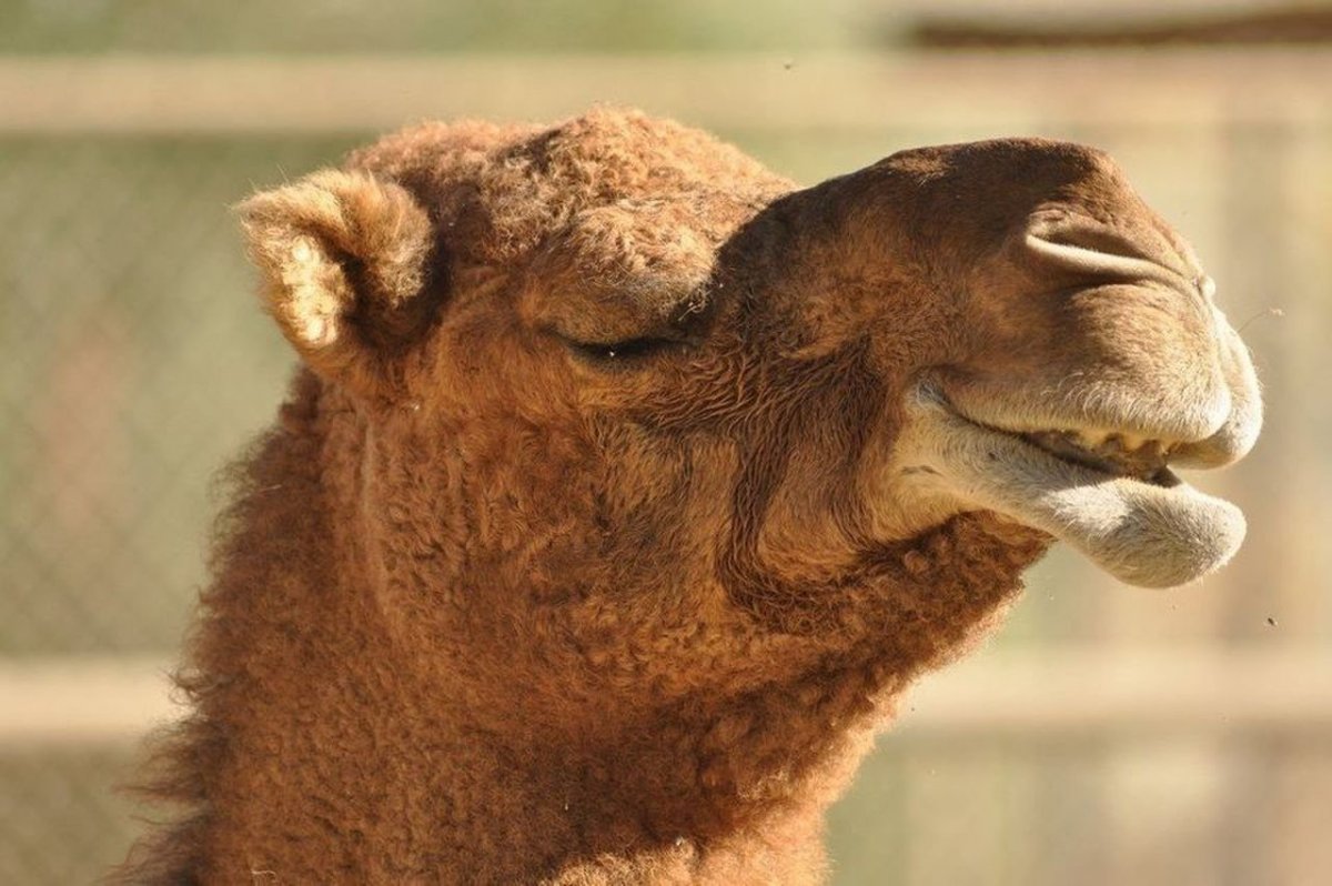 Ноздри верблюда