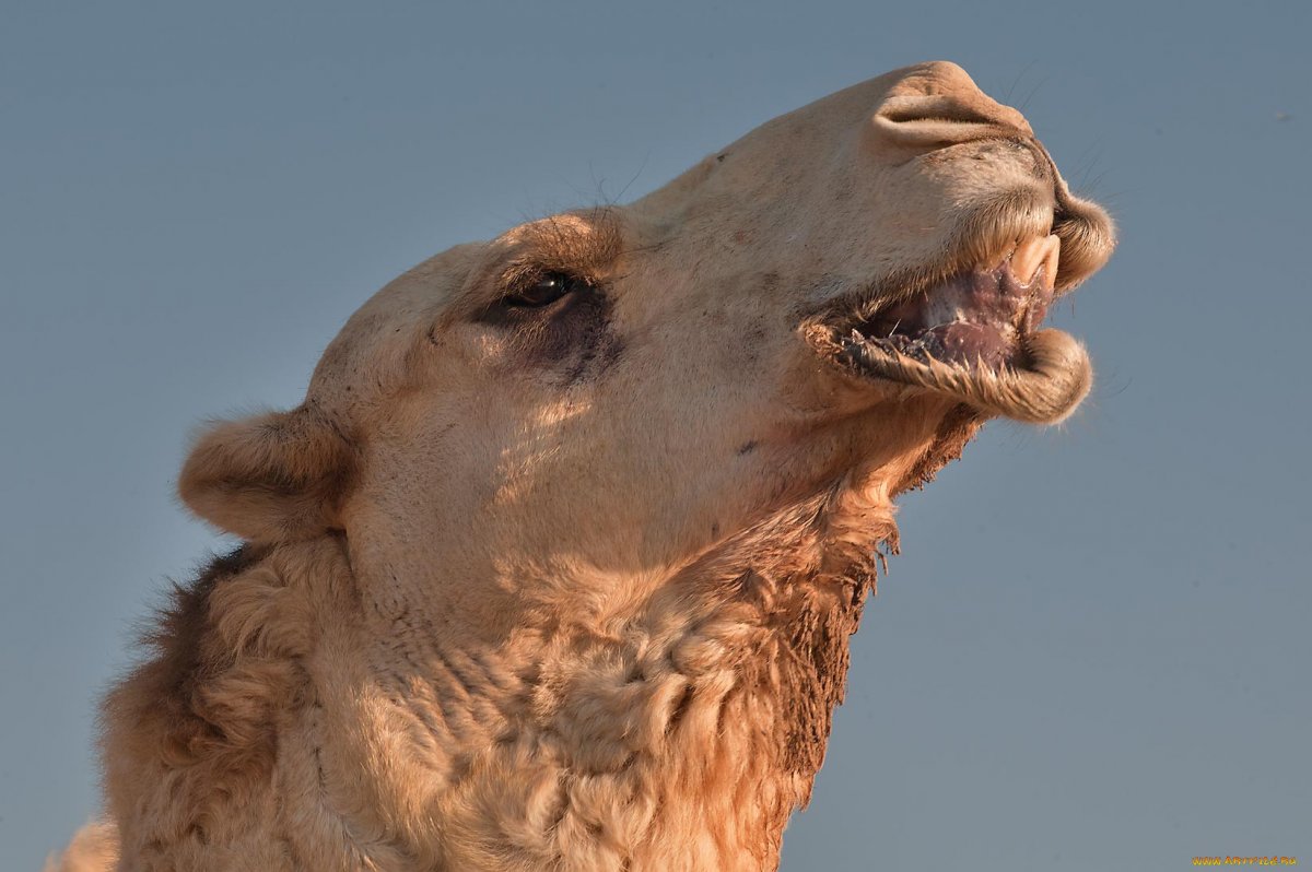 Зоопарк в пустыне