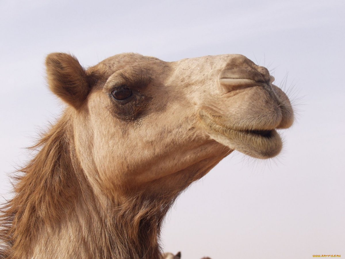 Верблюд в профиль