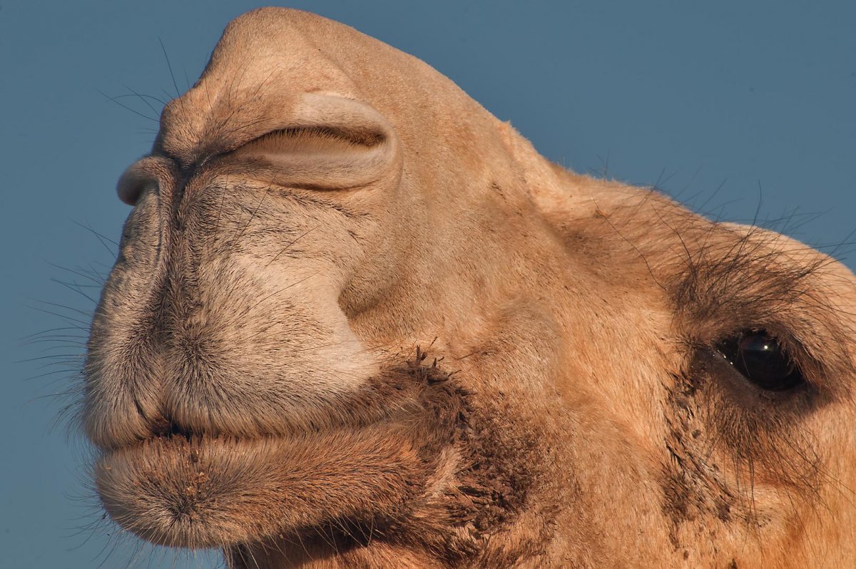 Верблюд тупорылый