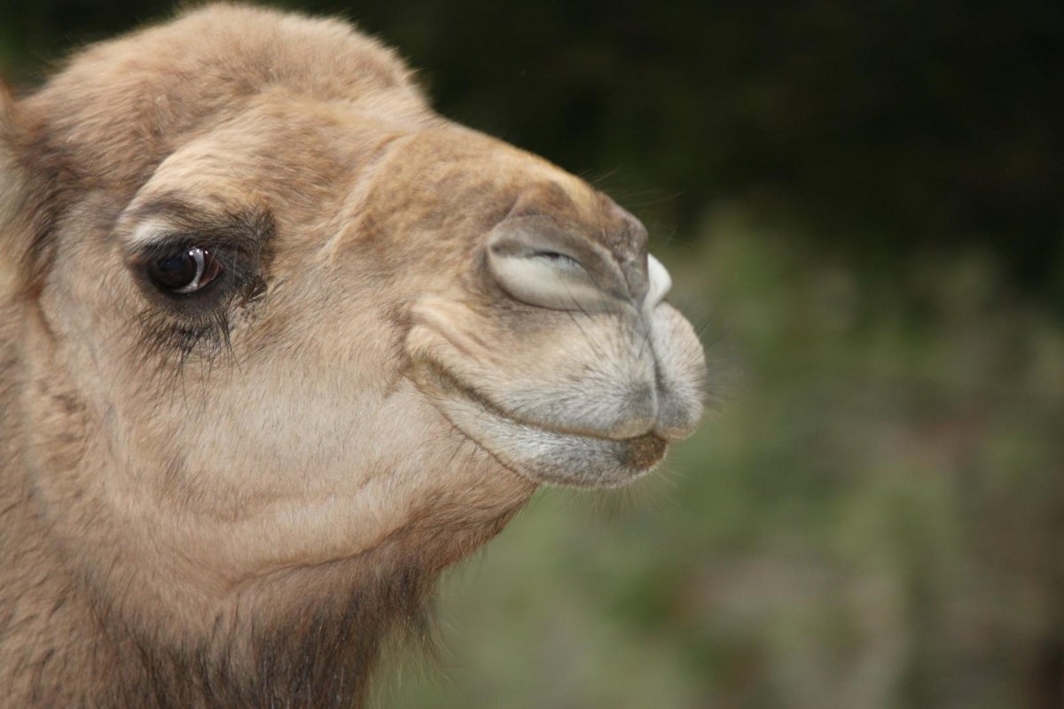 Ботокс животные приколы