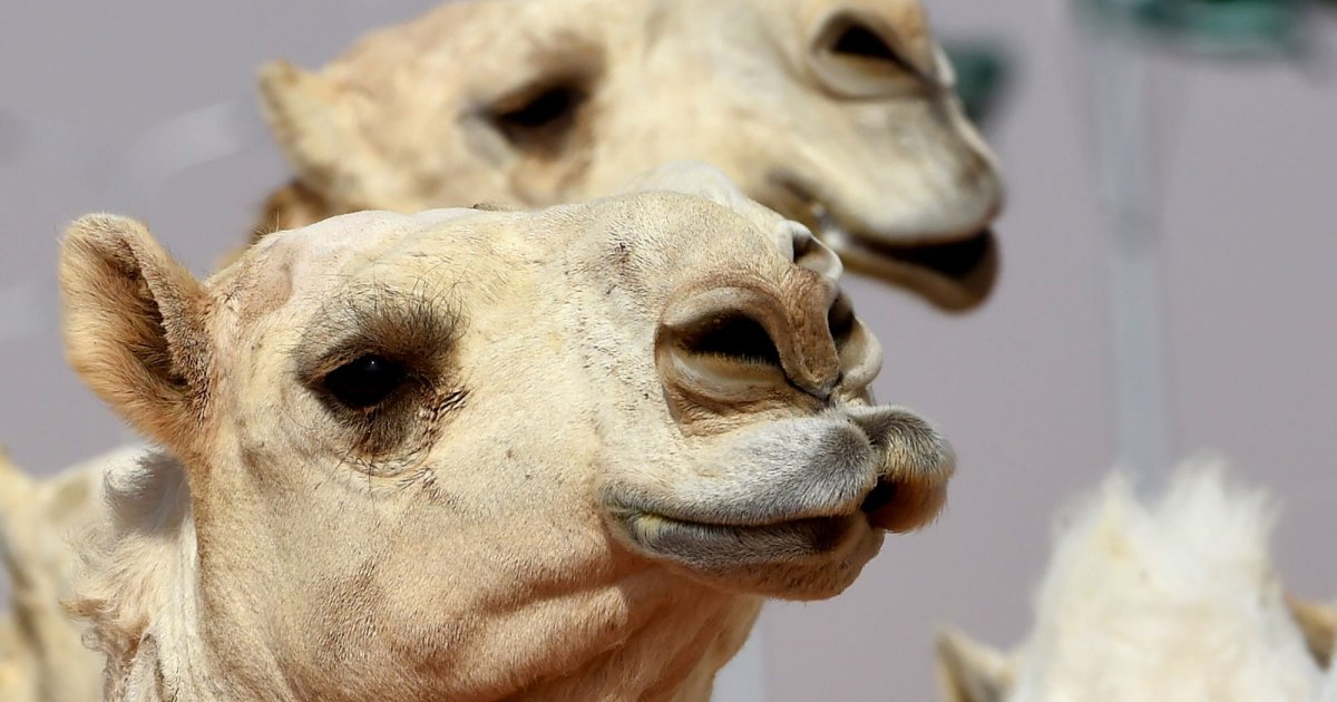 Верблюжья голова