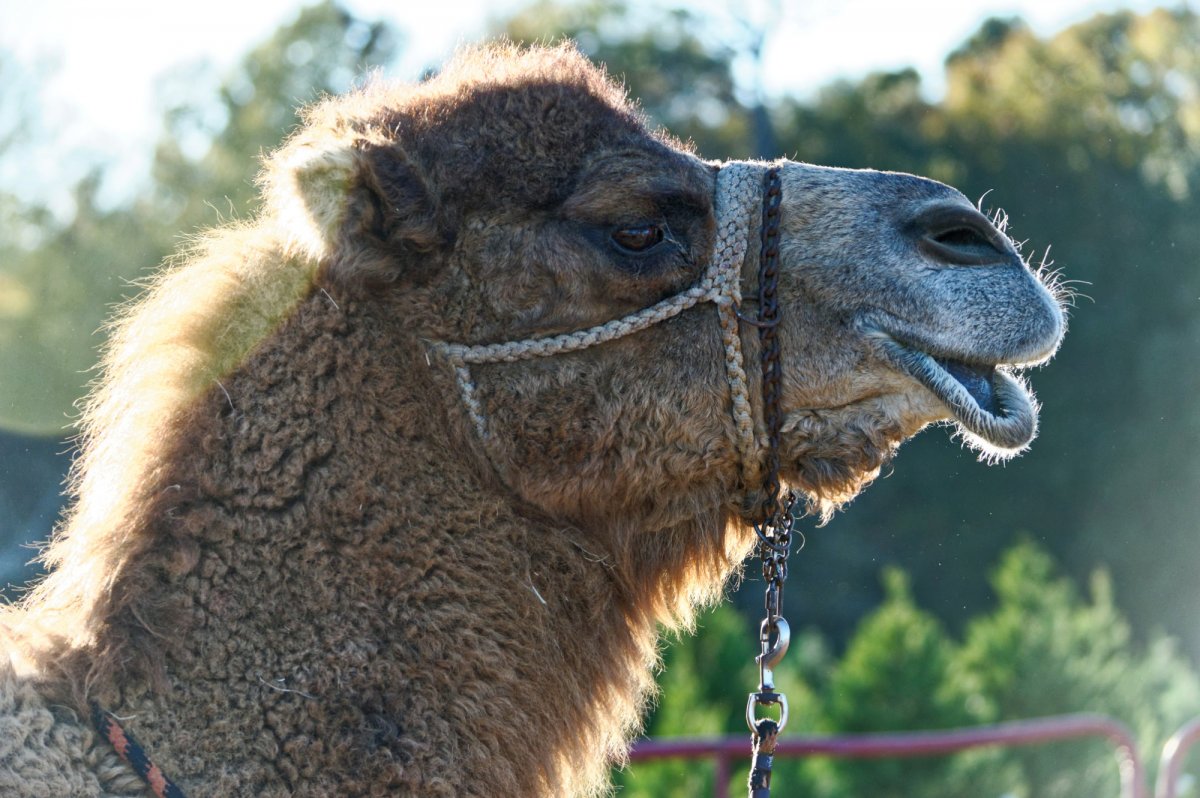 Упряжь для верблюда