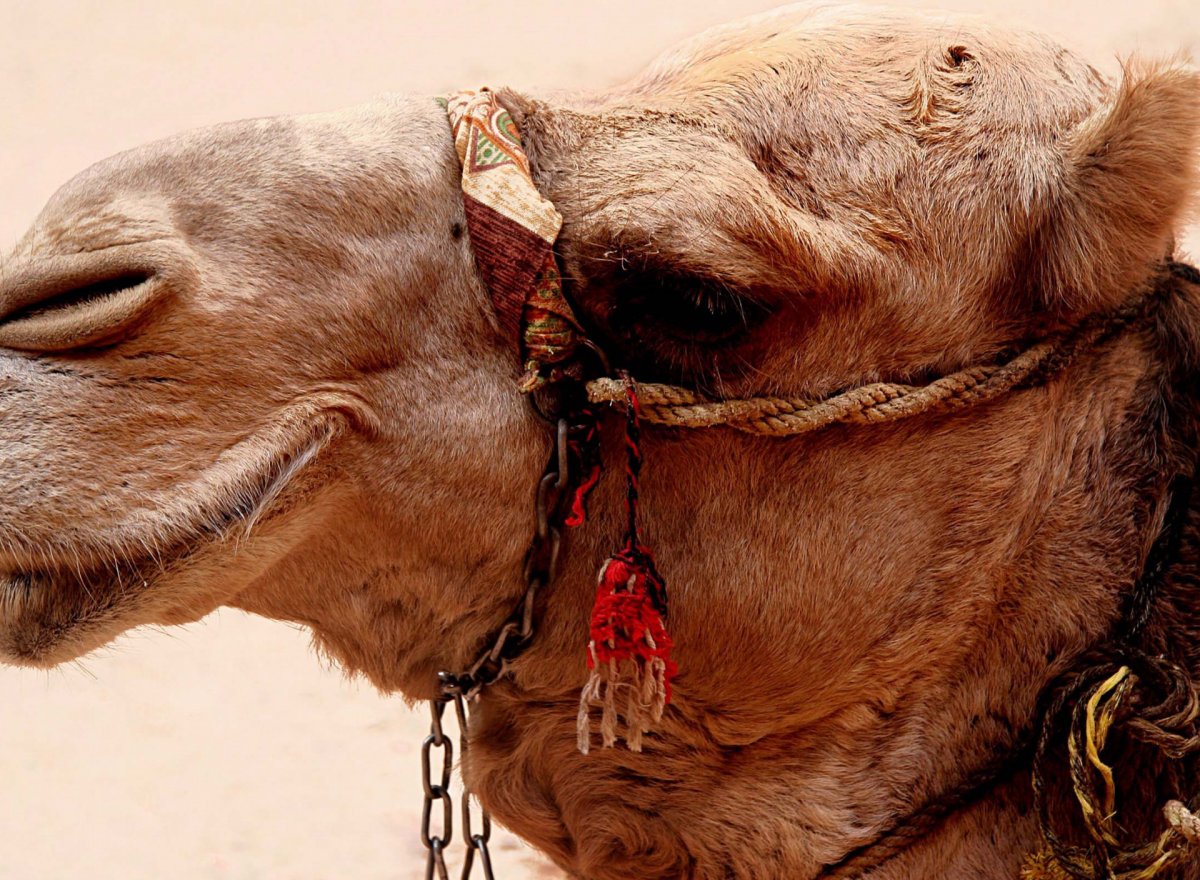 Шерсть верблюда