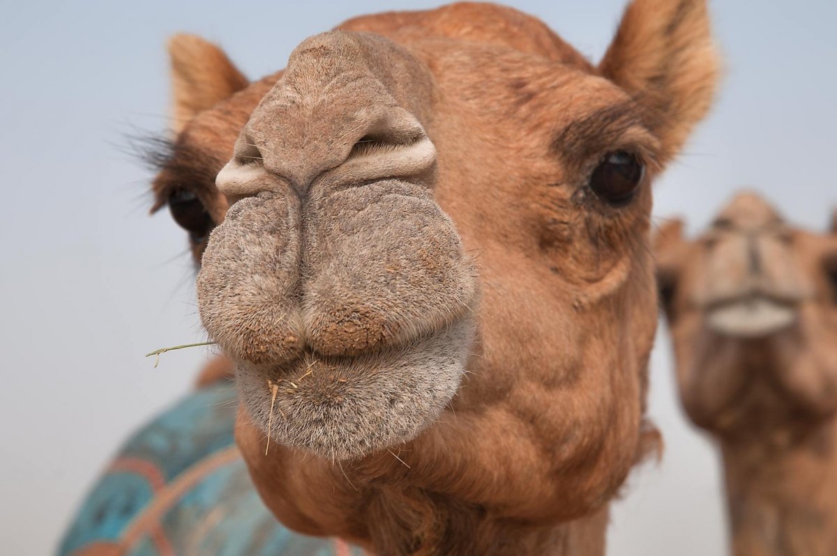 Ноздри верблюда