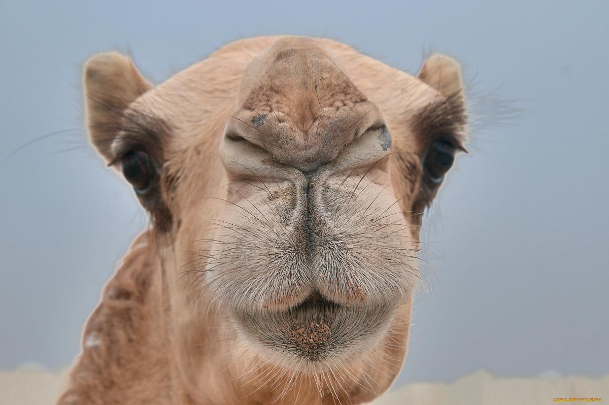 Зубы двугорбого верблюда