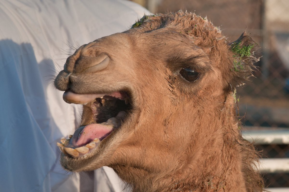 Рожа верблюда