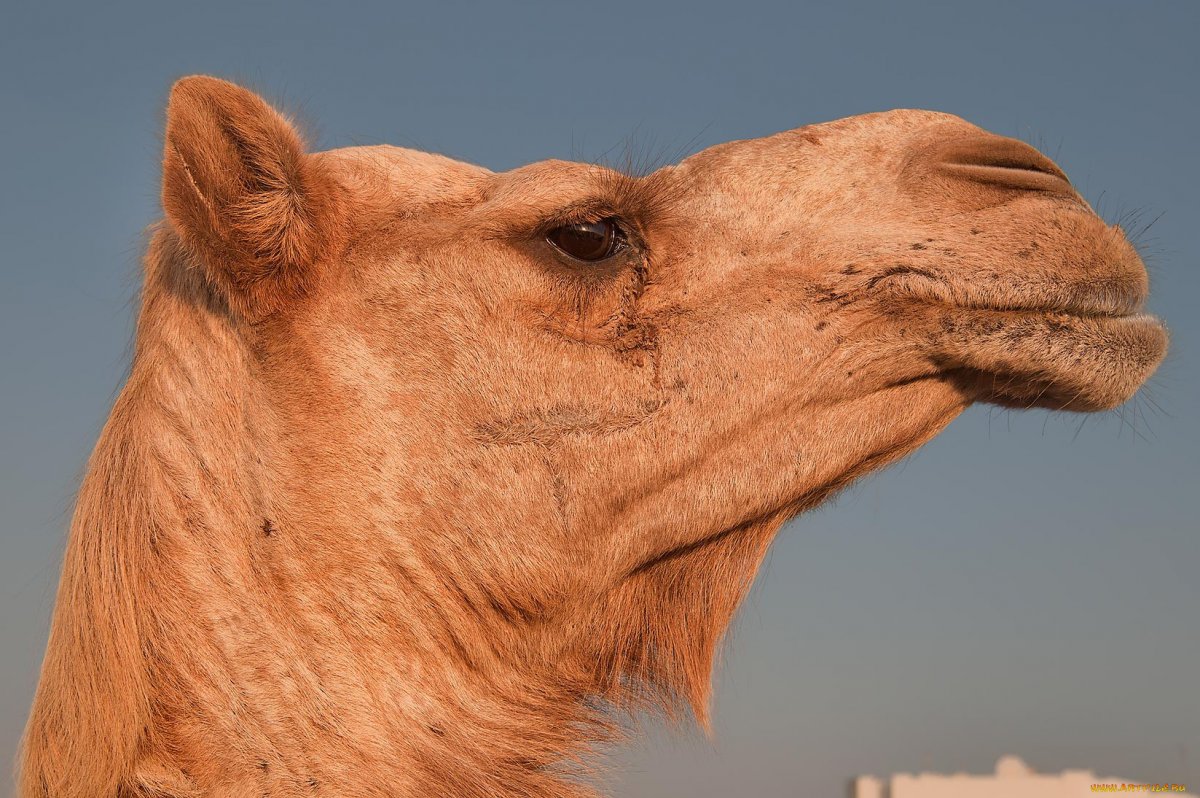 Губы верблюда