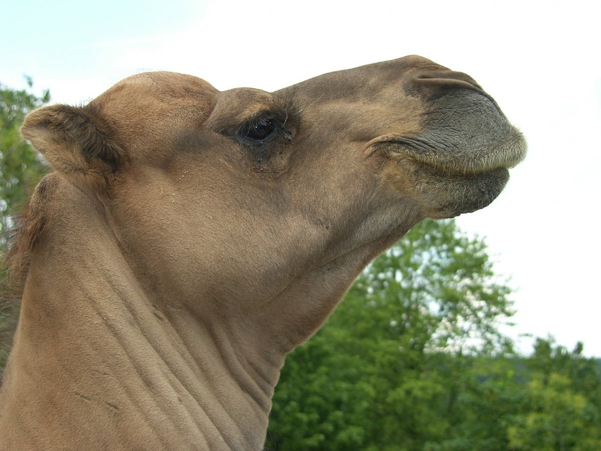 Милый верблюд