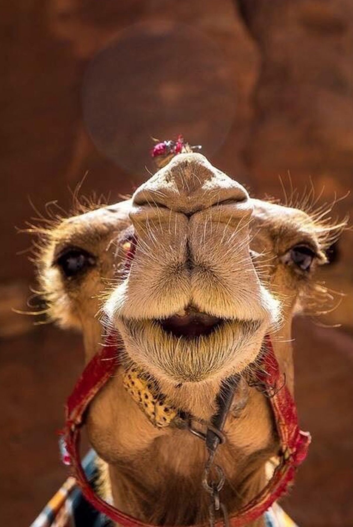 Верблюд и верблюжонок