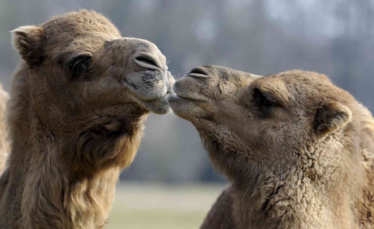 Уши верблюда