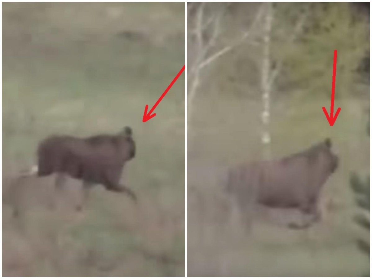 Мутанты Чернобыля Лось без головы