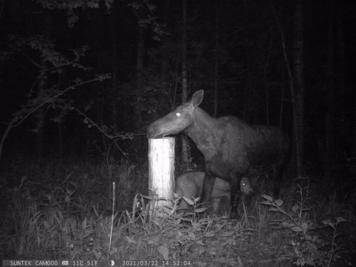 Охотхозяйство Оленино Тверская область