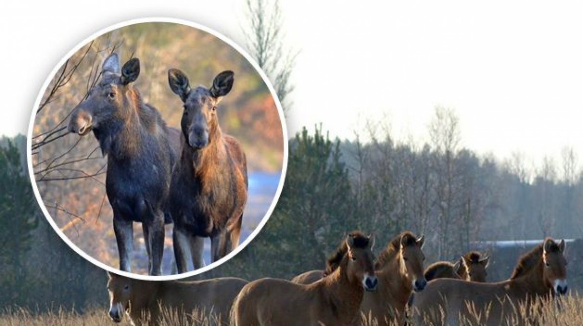 Животные в Чернобыле сейчас 2020