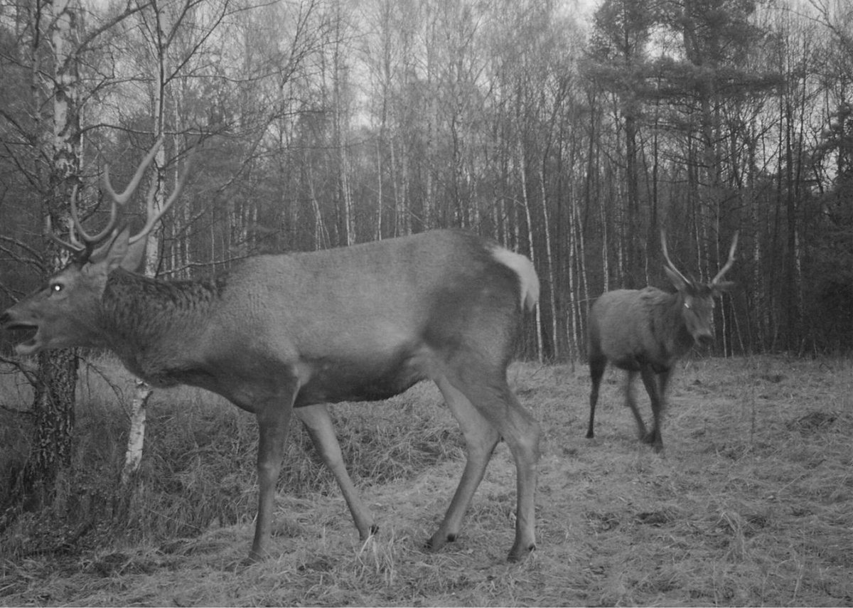 Животные из Чернобыльской зоны