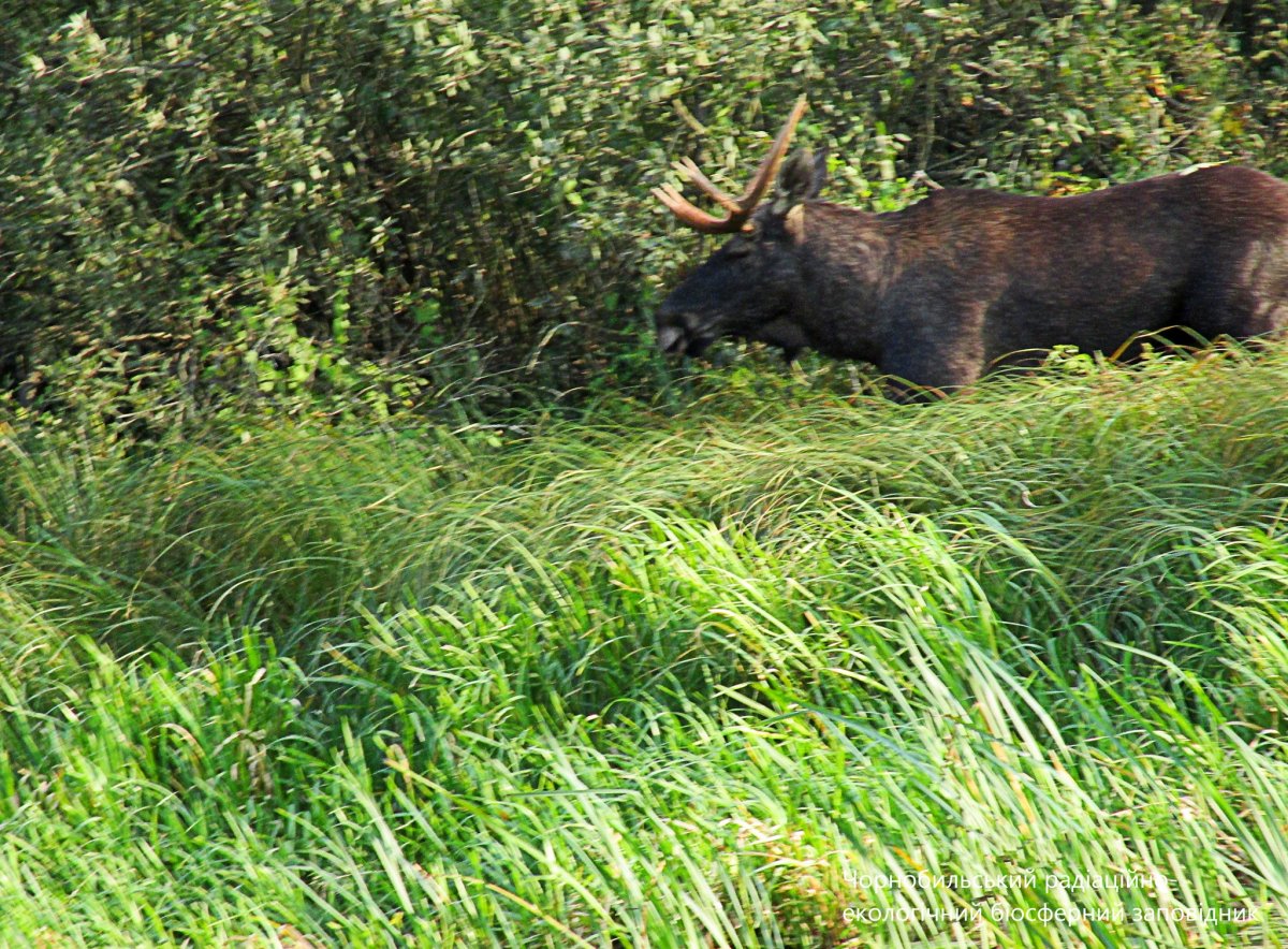Лиса в Припяти