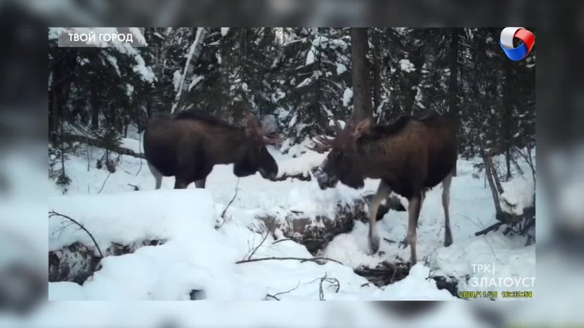 Животные Чернобыля Лось без головы