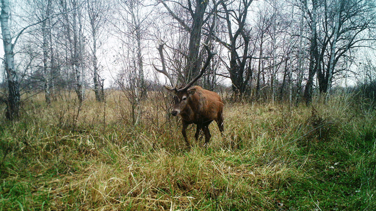 Одичавшие коровы Чернобыльской зоны