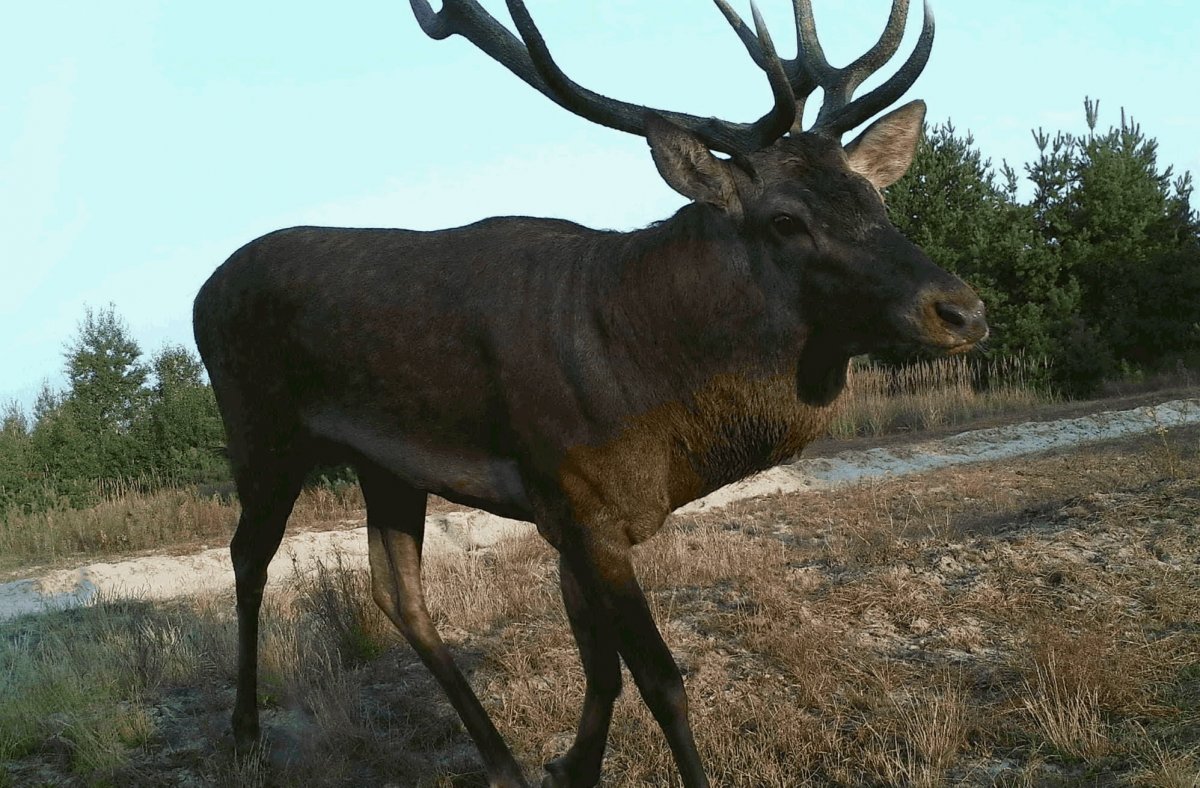 Краснокнижные животные в Чернобыле