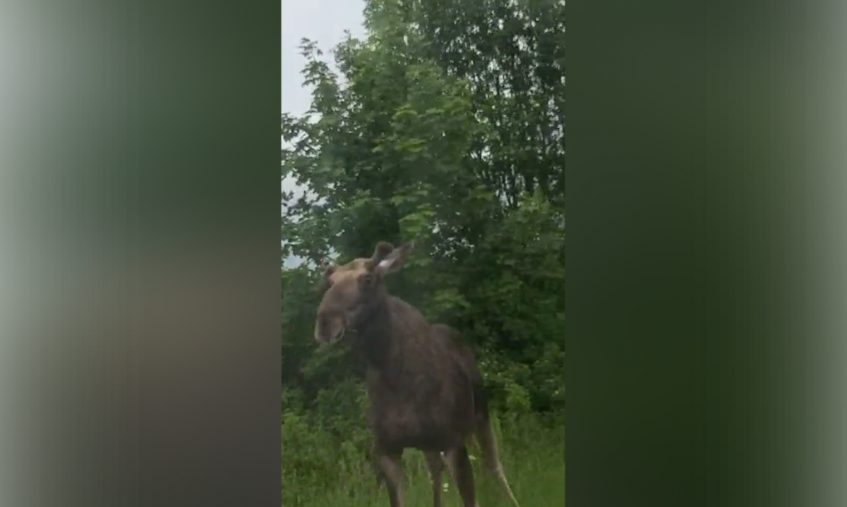 Мутанты Чернобыля Лось без головы