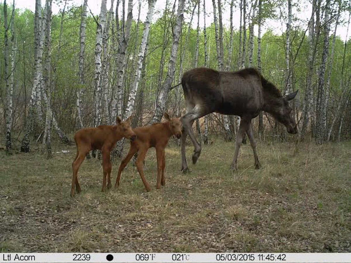 Рыжий лес Чернобыль мутанты
