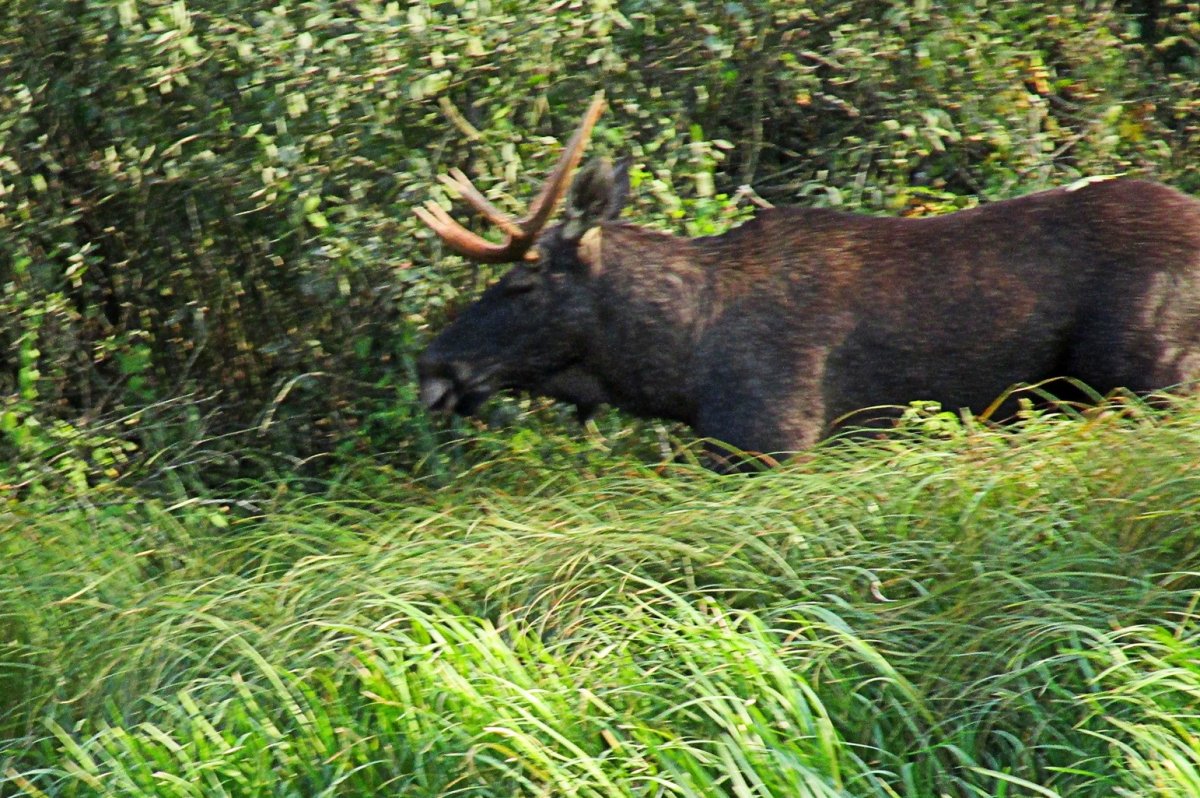 Череп лося с рогами