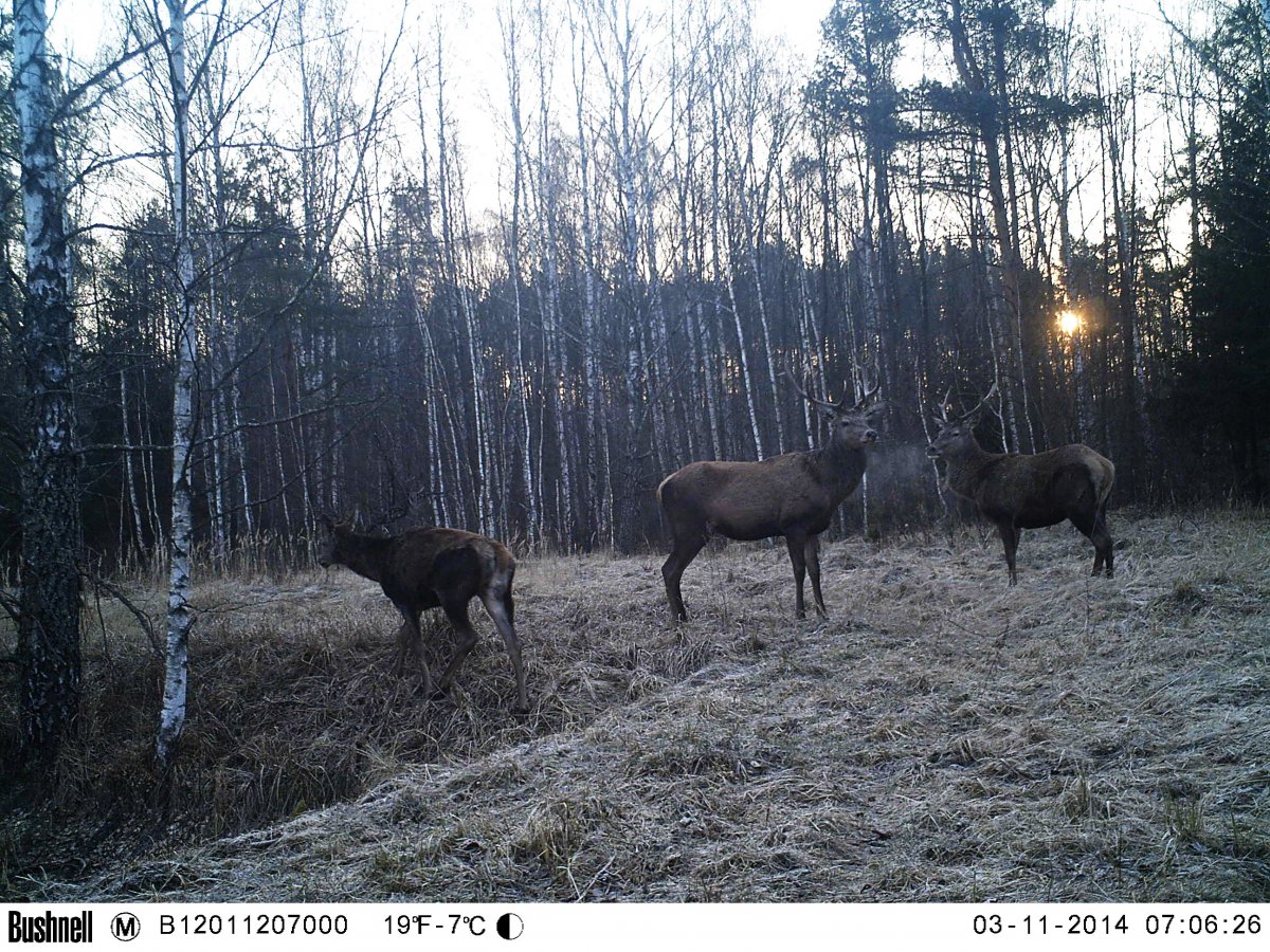 Зубры в зоне отчуждения Чернобыльской