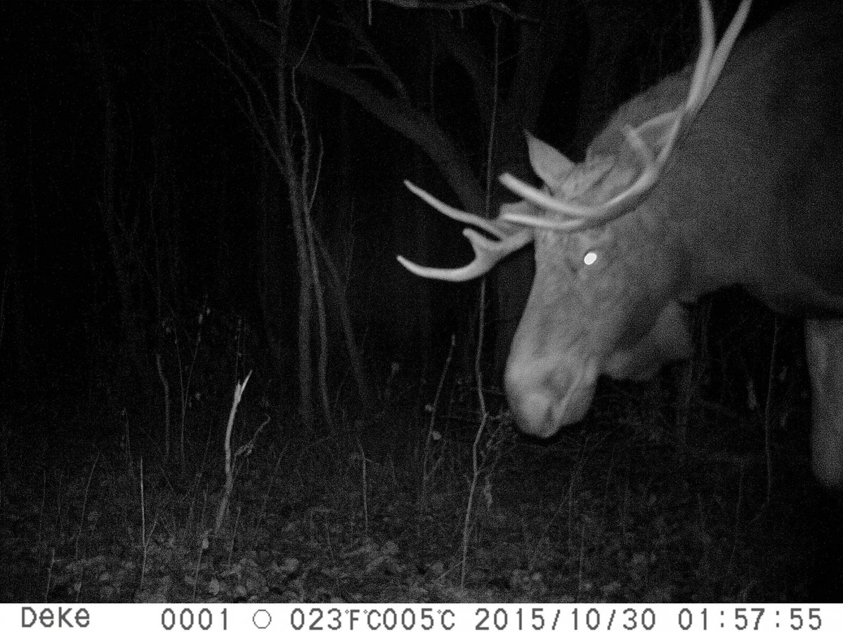 Зона отчуждения Чернобыльской АЭС мутанты