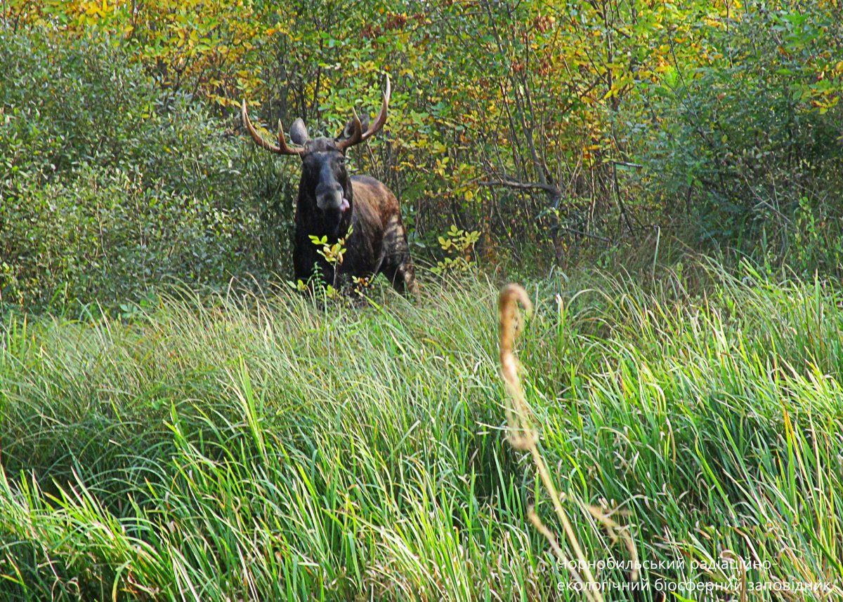 Агрессивный Лось