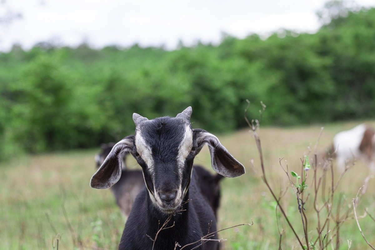 Тайская коза