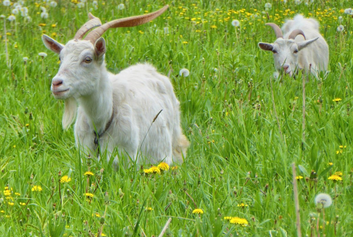 Козы с длинными ушами